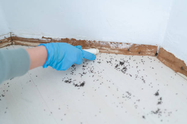 Trusted Florence, AL Pest Control Experts